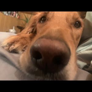 Meet your Posher, Brady